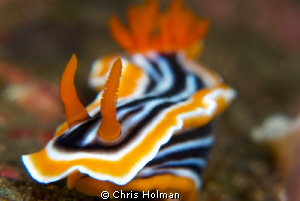 Just a closeup. by Chris Holman 